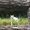 ＴＮＲ　さくら猫サポートプロジェクト