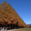 滋賀県マキノのメタセコイア並木の秋