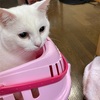 保護猫キュルルに異変あり😔