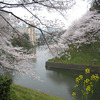 さくらと桜餅