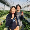 完熟いちご🍓狩り情報　1月30日(木)開園日です‼️✨