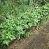 【隠居の家庭菜園　プランタージャガ　05/30】