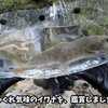 【渓流ベイトフィネス】夜明けから6つの支流を移動して、たどり着いたポイントが楽園⁉GW期間中の尻上がり小渓流釣行！！