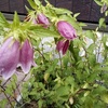 ホタルブクロ（紫）開花