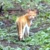 陸山家フォーメーション　と　空（♂４歳）