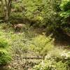 【奥武蔵】両神山に棲む動植物