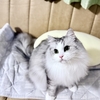 猫5匹でレビューすると分かること｜1匹では分からない猫用品の相性