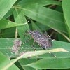 キマダラカメムシが鳥の糞を食べる