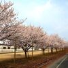 熊本県内の早咲きの桜が満開