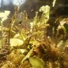苔を育てる４　オオトラノオゴケの春