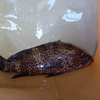 チヌは釣れないが高級魚が釣れた　～味はグレが上？～
