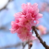 沖縄の桜です