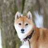 雪景色の色温度