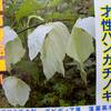 自宅の庭にハンカチの木を植えました！