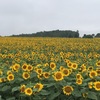 北海道北竜町「ひまわりの里」でドローンを使って空撮して来ました。#bebopdrone