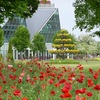 フラワーパーク江南　ポピー畑と季節のお花