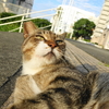 7月後半の #ねこ #cat #猫 その4