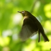 日本　2024年6月1日　文殊山の鳥と花