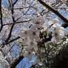 桜〜佐倉城址〜武田神社