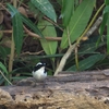 ハジロマユビタキ Little Pied Flycatcher