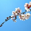 桜、ソメイヨシノが咲き始めました。