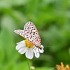 🦋石垣島にGO❗番外編 タイワンベニゴマダラヒトリの飛翔シーンです😊