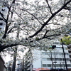 ★白い桜