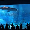沖縄旅行2日目 - 美ら海水族館にいってきた