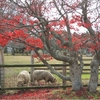 ひよこ 11月分