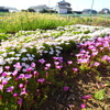 神原町花の会 (花美原会)(230)   　花畑にみる栄光盛衰