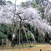 四街道「福生寺」しだれ桜