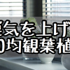 風水にも効果あり！運気上昇の100均の観葉植物！！