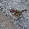 Passer montanus　スズメ