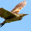 青空を優雅に飛ぶサンカノゴイ