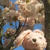 うさちゃんと桜のコラボ写真企画！！！！！！！(笑)