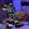 海水30cmキューブハイ水槽紹介　～ミドリイシ飼育１周年～