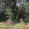 お紬塚古墳  袖ケ浦市神納