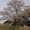 お花見♪２０２５（２）