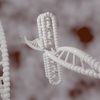 科学者達は、人類の細胞内の新しいDNA構造を確認しました