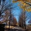 御殿辺公園の紅葉チェック