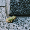 墓掃除