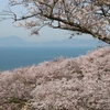 フォト・ライブラリー(571)竜王山公園の桜2018