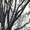 雨の元淵江公園さんぽ。泥棒なカラス