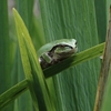 アマガエルについて