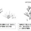 長門のススキとトキワススキのこと