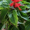 学生生活の記憶（593）：サルビア（緋衣草）Salvia splendens