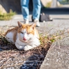 暖かい日は猫日和かなあ