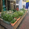 （紹介：植物)十二社熊野神社そば東放学園の花壇を紹介するよ