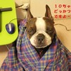 怪しいおっさん１人と犬一匹