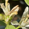 アジアな空間　その２０３４４　みかんの花が散った後　の巻